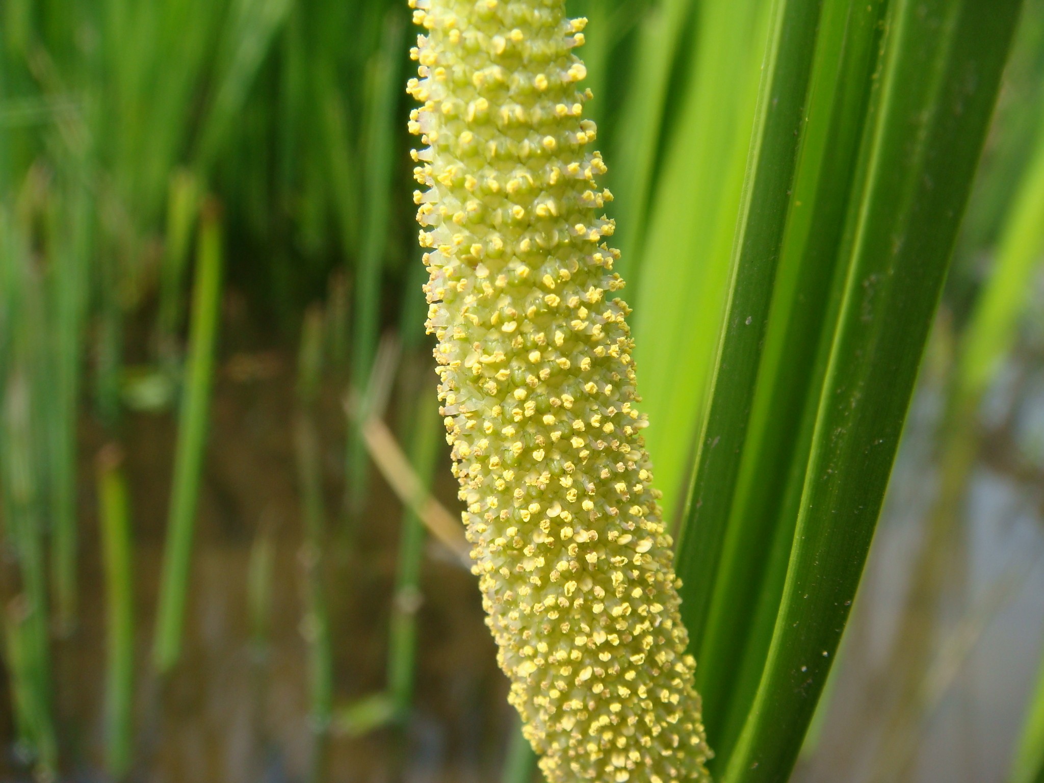 Acorus calamus L.